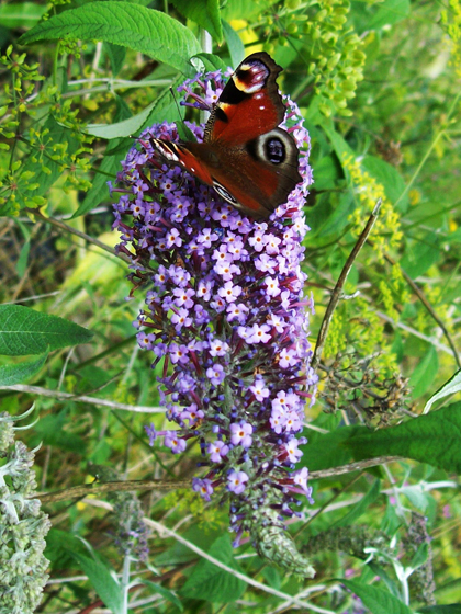 Butterfly Bush